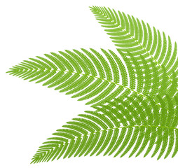 The green leaves of a fern. Vector illustration.