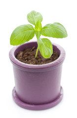 Potted fresh basil plant.