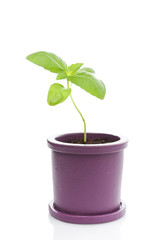 Potted fresh basil plant