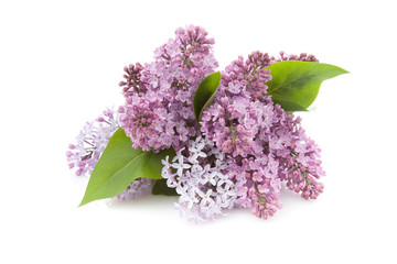 Blooming flower of purple lilac,isolated
