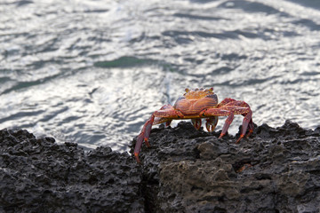 rote Klippengrabbe auf den Galápagos