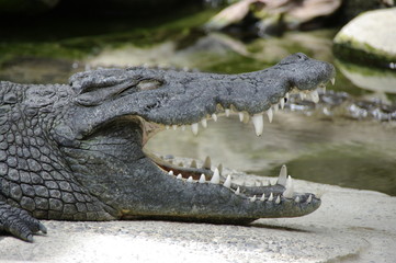 Krokodil © pfeffer_1976