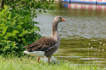 goose