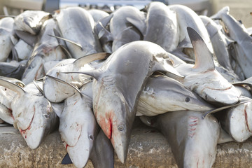 sharks at a fish market, Dubai,United Arab Emirates - 31914517