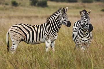 Fototapeta na wymiar Alert zebras in grassland
