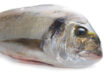 orata