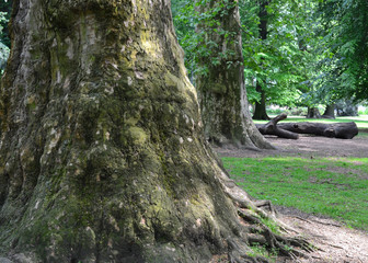 Fototapeta premium Baum