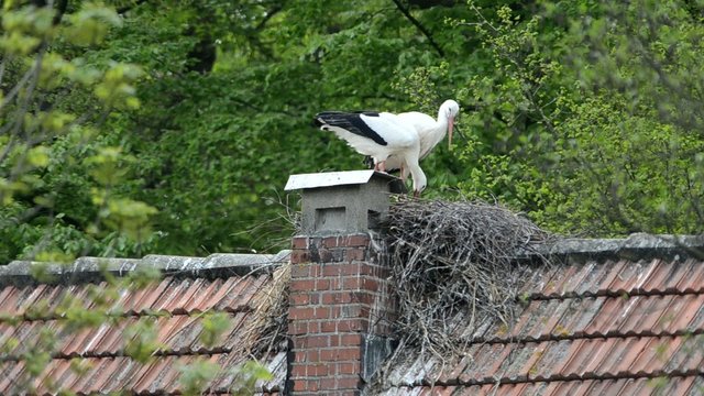 Storch
