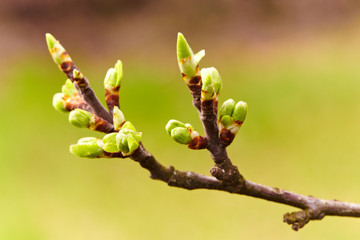 Cherry flowers and buds, macro