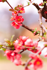 Japanese flowering quince
