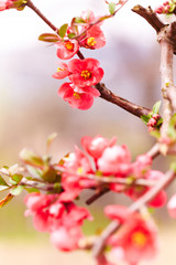 Japanese flowering quince