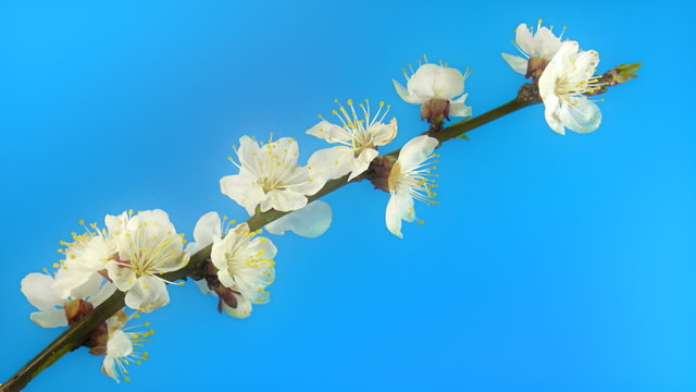 Timelapse blooming cherry branch