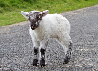Irish baby lamb