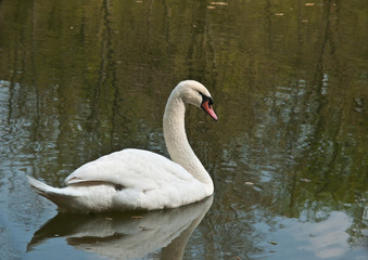 schwan