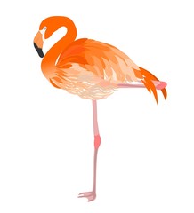 flamingo illustration