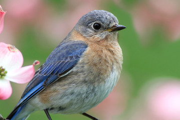 Eastern Bluebird