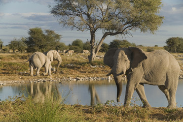 Elefanten © Reinhard Tiburzy