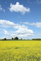 Rapeseed field