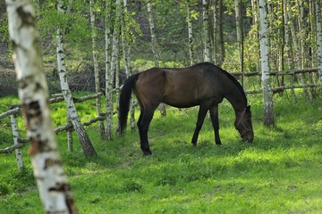 animal, brown, farmland, landscape, nature, horse