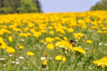Hummel auf Löwenzahnblüte