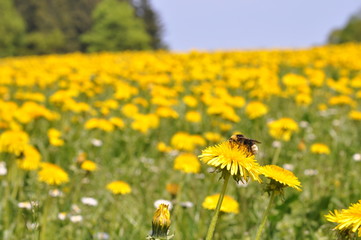 Fototapeta premium Hummel auf Löwenzahnblüte