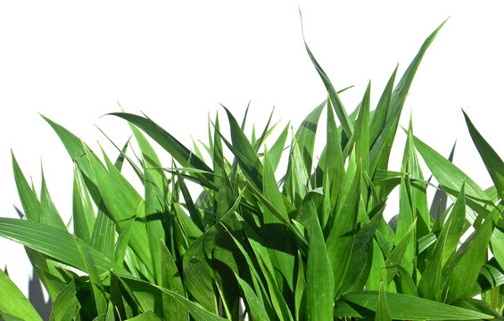 Fototapeta jeunes palmes vertes de palmier