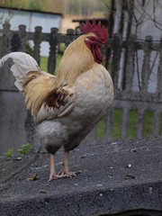 cock