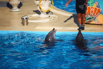 dauphins en bassin