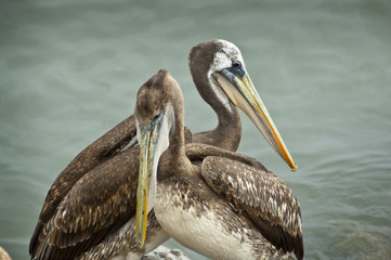 Pelícanos peruanos (Pelecano thagus) en el puerto de Arica