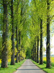 Pappelallee im Fr&uuml;hjahr