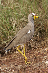 Wattled Plover