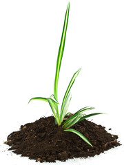 jeune plante dépolluante, phalangère, chlorophytum