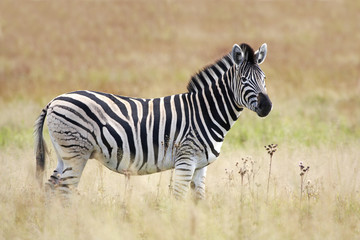 Fototapeta na wymiar Burchell's Zebra in grassland