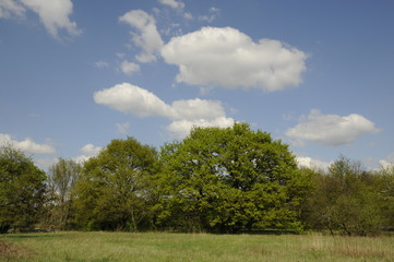 Obraz premium Wiese mit Bäumen