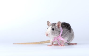 Decorative rat with pink ribbon