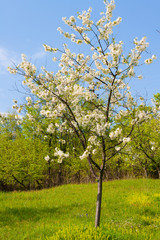 Fototapeta na wymiar spring tree flowers