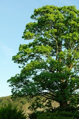 Fototapeta premium Tree