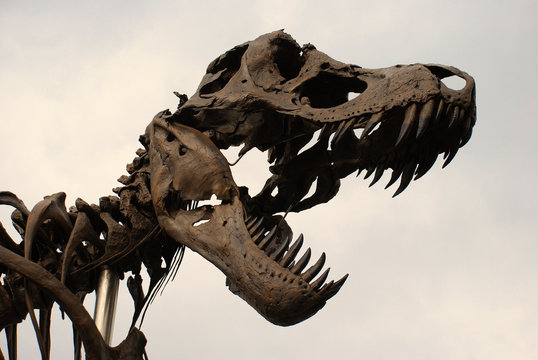 T-Rex