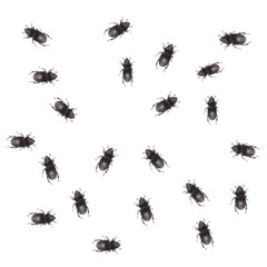 many beetles on white background