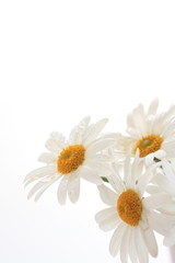 Elegance daisy on white background