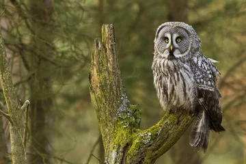 No drill roller blinds Owl The Great Grey Owl or Lapland Owl, Strix nebulosa
