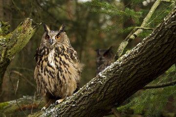A pair of Eurasian Eagle Owls