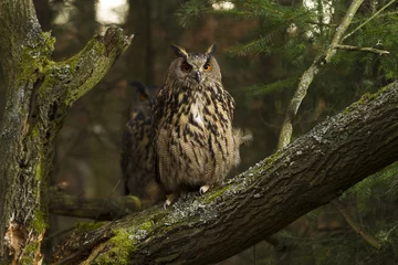 Crédence de cuisine en verre imprimé Aigle A pair of Eurasian Eagle Owls