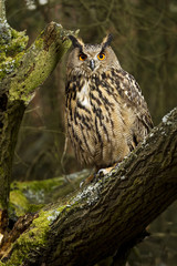 Eurasian Eagle Owl
