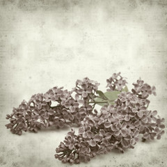 textured old paper background with purple lilac flowers