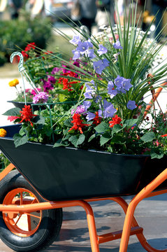 brouette de fleur