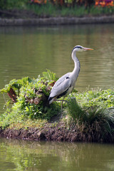 Heron by pool at Wisley
