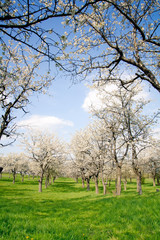 Fototapeta premium Kirschbäume Kirschbaumplantage