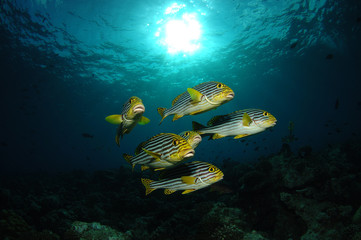 Sweetlips in the Sun