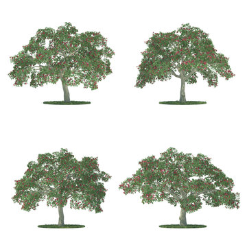 erythrina trees collection isolated on white